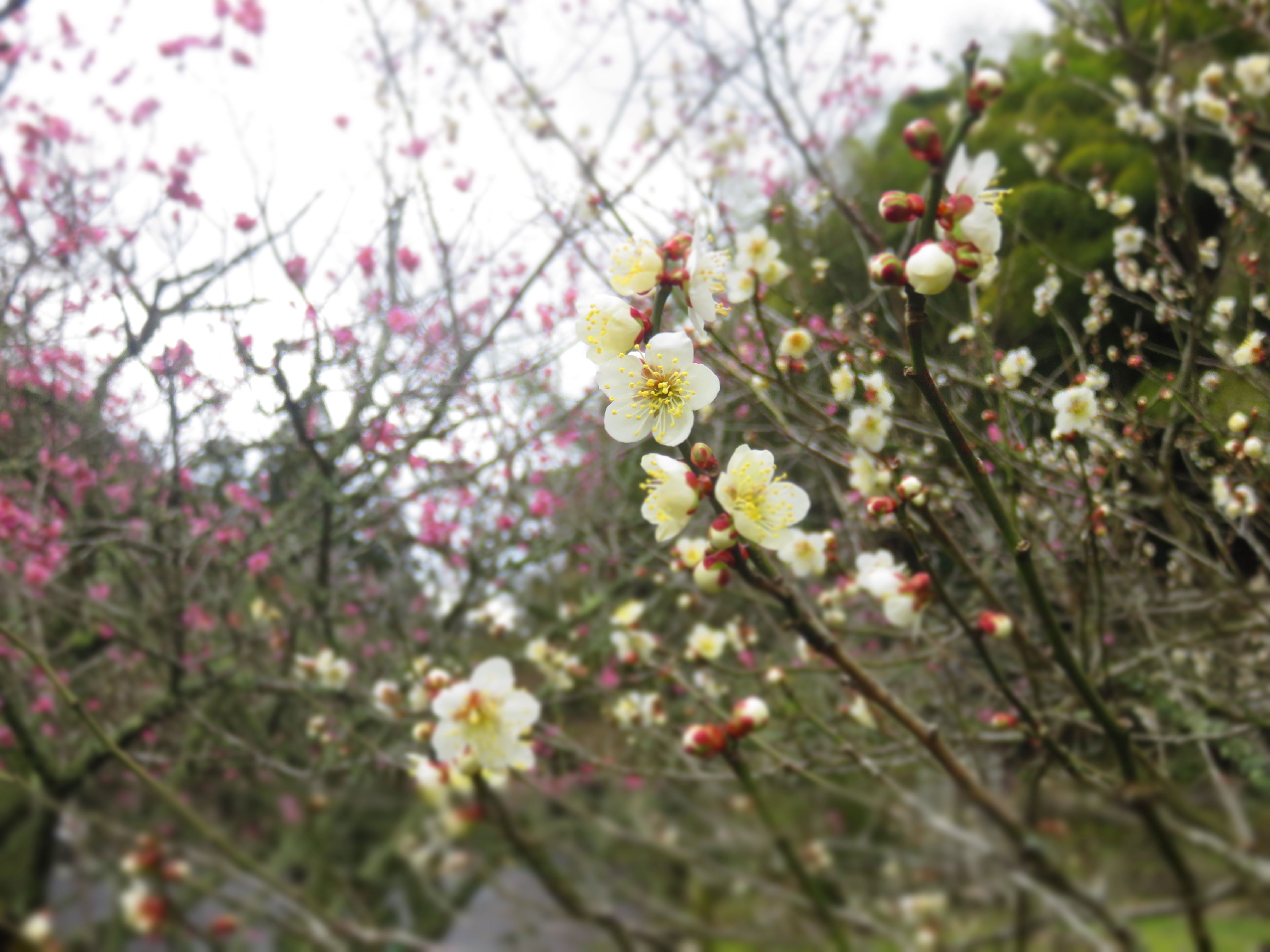 大田店より【花の香り線香のご紹介です】